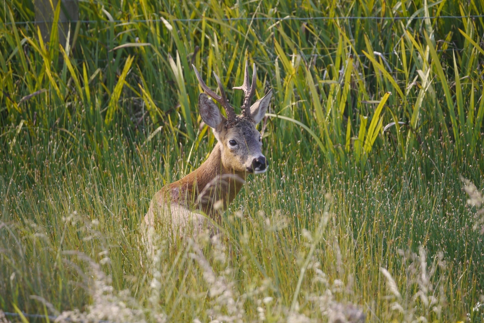 Sightings and news to week ending 15 June